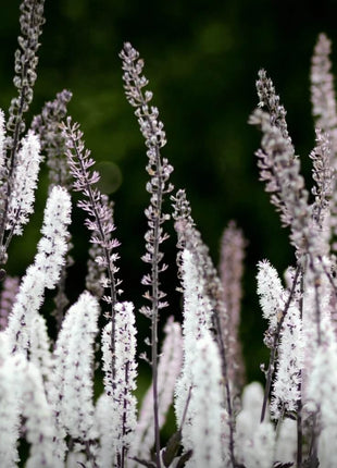 Black Cohosh (Bugbane) – 25 Seeds
