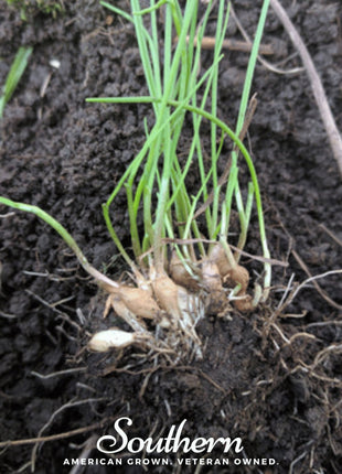 Wild Garlic – 25 Seeds