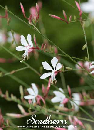 Gaura – 50 Seeds