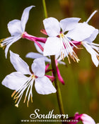 Gaura – 50 Seeds