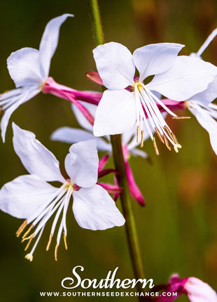 Gaura – 50 Seeds