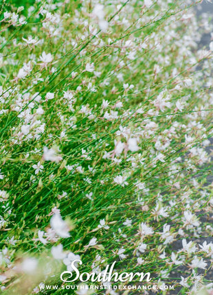 Gaura – 50 Seeds