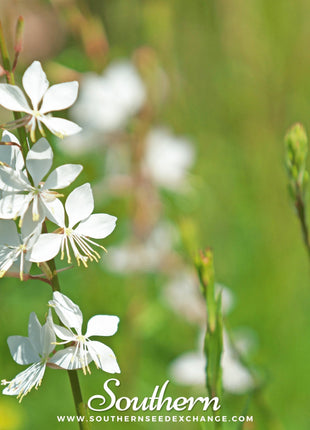 Gaura – 50 Seeds