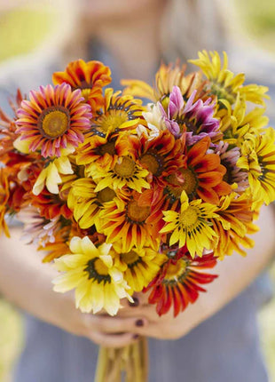 Gazania Seeds - Sunshine Mix