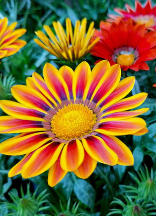 Gazania Seeds - Sunshine Mix