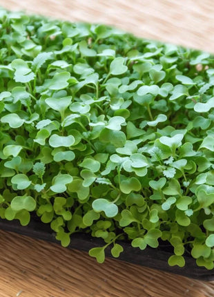Wasabi Spicy Mustard Microgreen – 10 grams