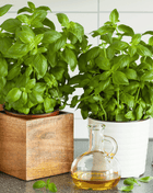 Genovese Basil – 250 Seeds