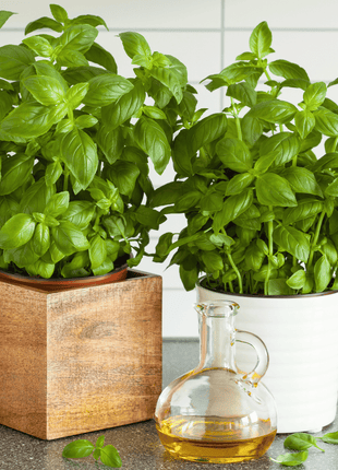 Genovese Basil – 250 Seeds