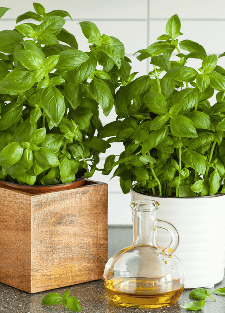 Genovese Basil – 250 Seeds