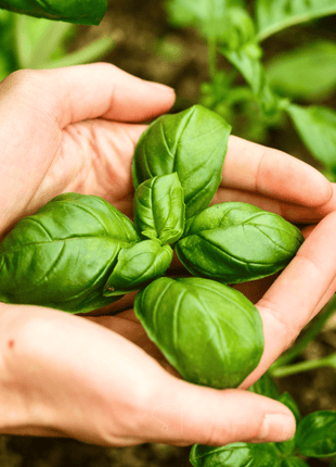 Genovese Basil – 250 Seeds