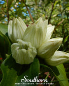 Cream Gentian – 50 Seeds