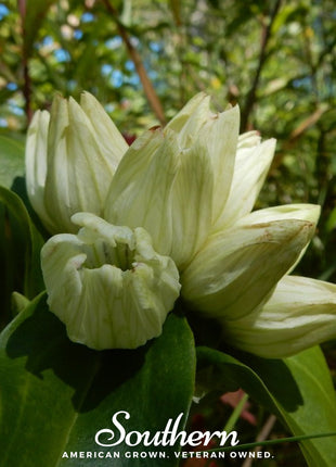 Cream Gentian – 50 Seeds
