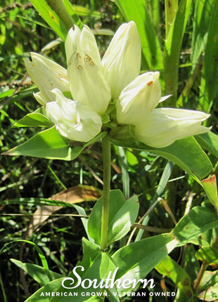 Cream Gentian – 50 Seeds