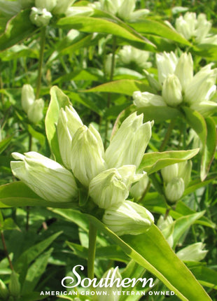 Cream Gentian – 50 Seeds