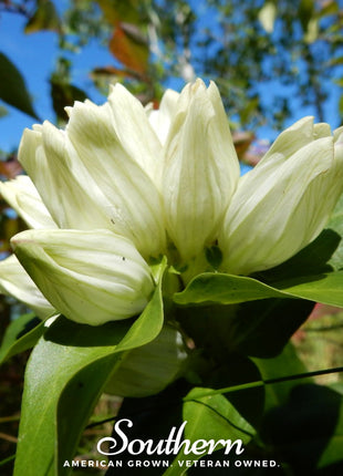 Cream Gentian – 50 Seeds