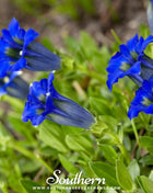 Stemless Gentian – 50 Seeds