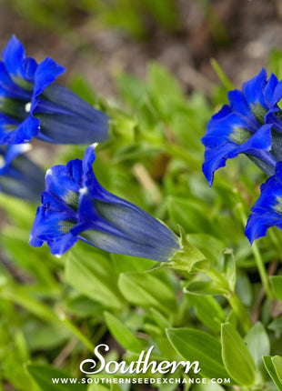 Stemless Gentian – 50 Seeds