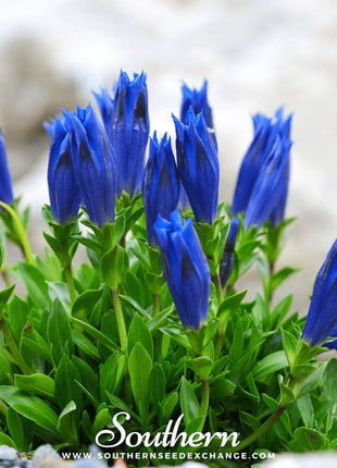 Stemless Gentian – 50 Seeds