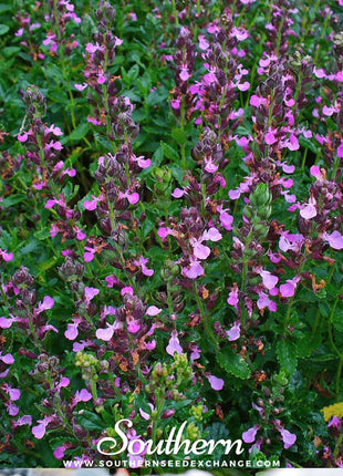 Wall Germander – 25 Seeds