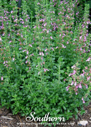 Wall Germander – 25 Seeds