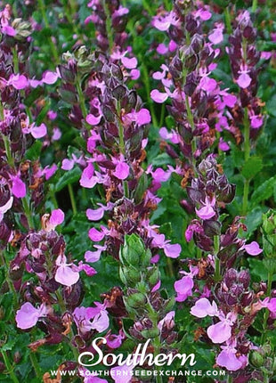 Wall Germander – 25 Seeds