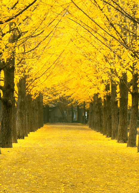 Gingko Biloba Tree – 5 Seeds