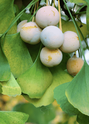 Gingko Biloba Tree – 5 Seeds
