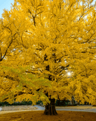 Gingko Biloba Tree – 5 Seeds