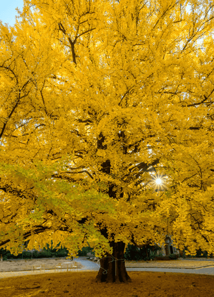 Gingko Biloba Tree – 5 Seeds