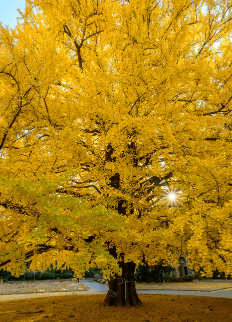 Gingko Biloba Tree – 5 Seeds