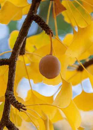 Gingko Biloba Tree – 5 Seeds
