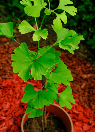 Gingko Biloba Tree – 5 Seeds