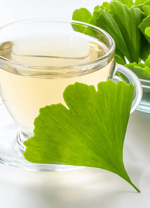 Gingko Biloba Tree – 5 Seeds