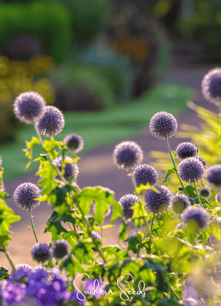 Southern Globe Thistle – 25 Seeds