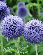 Southern Globe Thistle – 25 Seeds