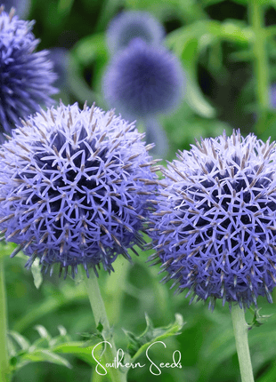 Southern Globe Thistle – 25 Seeds
