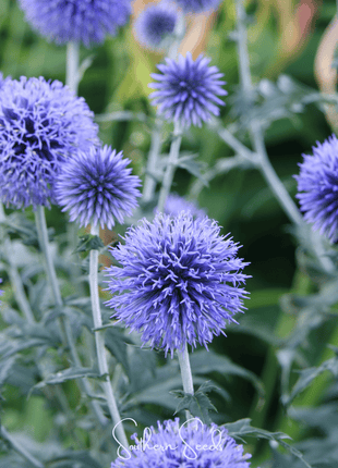 Southern Globe Thistle – 25 Seeds