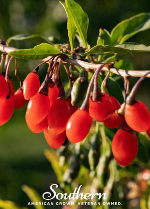 Goji Berry – 50 Seeds