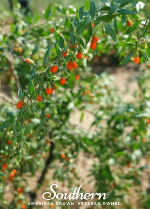 Goji Berry – 50 Seeds