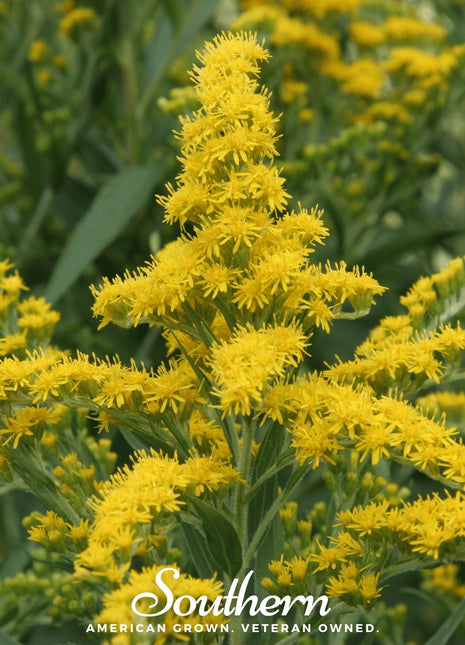 Ohio Goldenrod – 100 Seeds