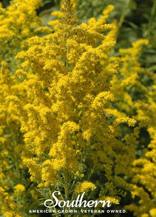 Ohio Goldenrod – 100 Seeds