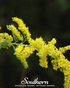 Ohio Goldenrod – 100 Seeds