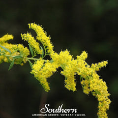 Collection image for: Goldenrod