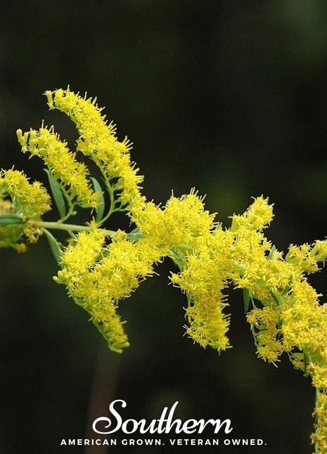 Ohio Goldenrod – 100 Seeds