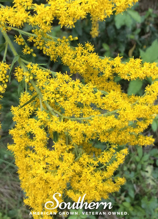 Ohio Goldenrod – 100 Seeds