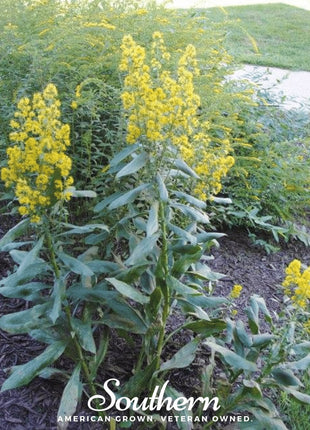 Showy Goldenrod – 100 Seeds