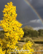 Showy Goldenrod – 100 Seeds