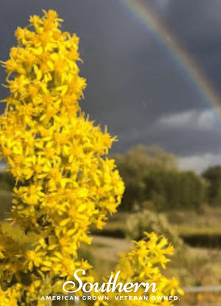 Showy Goldenrod – 100 Seeds