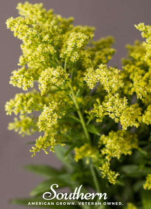 Showy Goldenrod – 100 Seeds