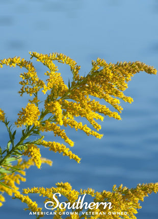 Showy Goldenrod – 100 Seeds
